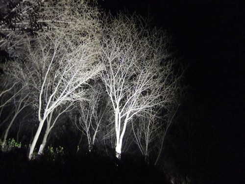 Uplights haven - oplys træer |