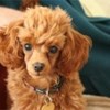 woody