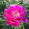 Hyldemoren