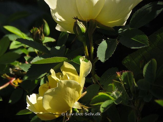 Rosa Aicha...