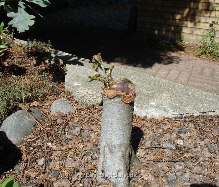 Bonsai