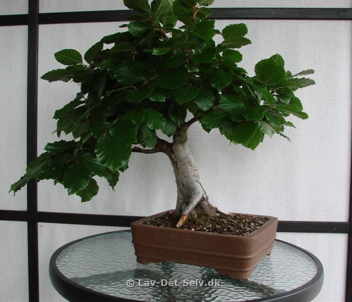 Bonsai