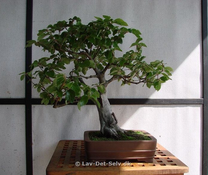 Bonsai