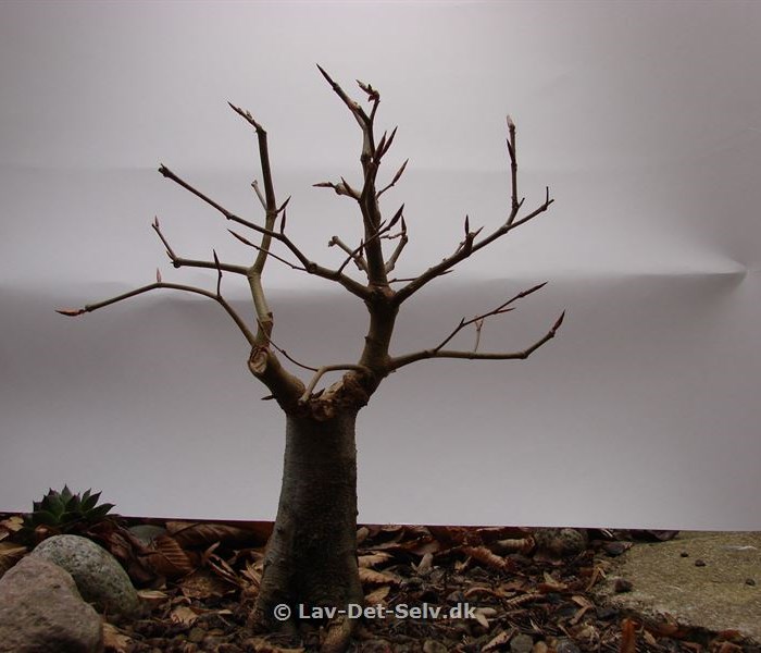 Bonsai