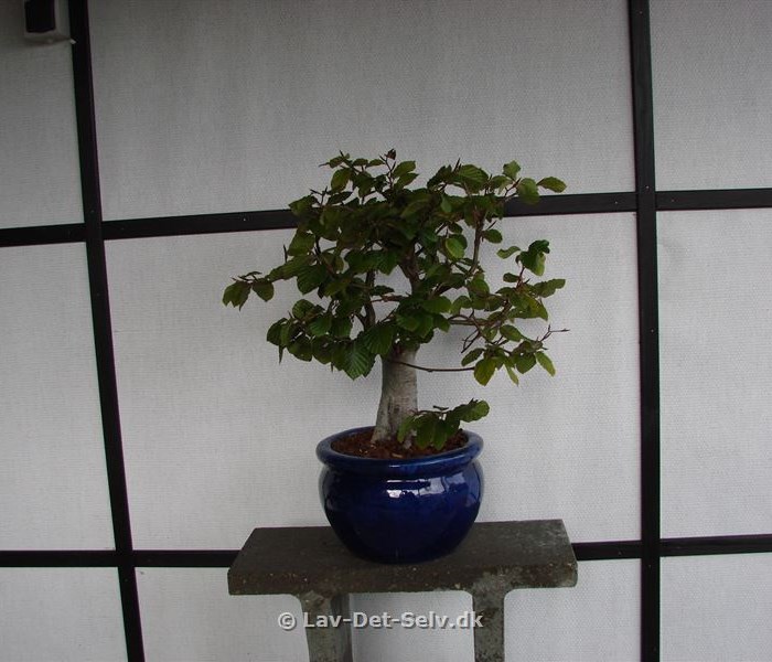 Bonsai