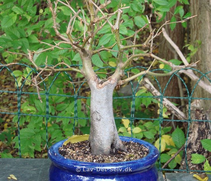 Bonsai