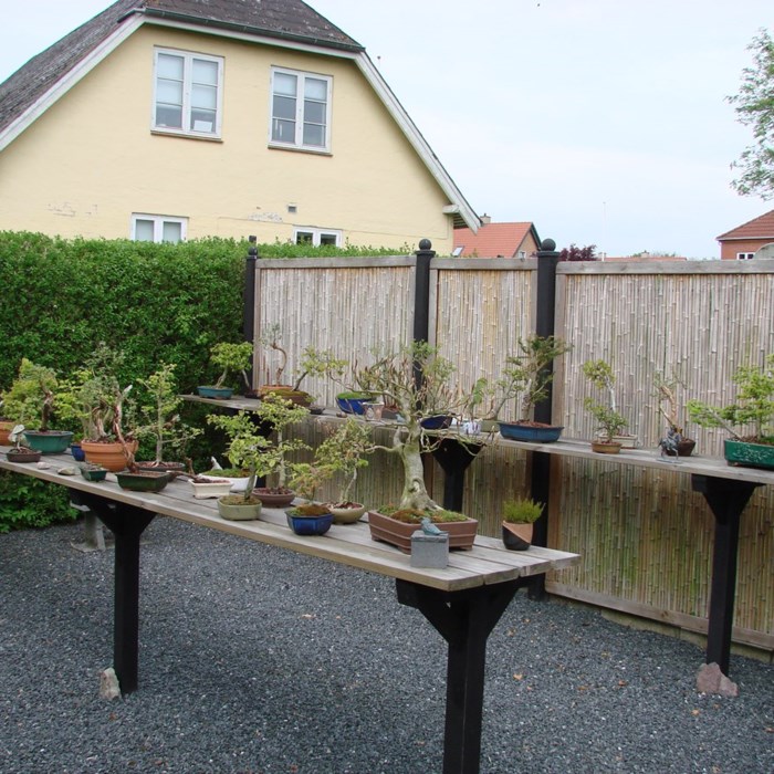 Bonsai gård.