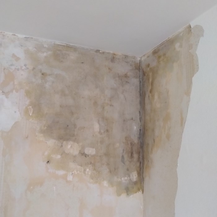 Tørring af væg fugtskade  Skimmelsvamp