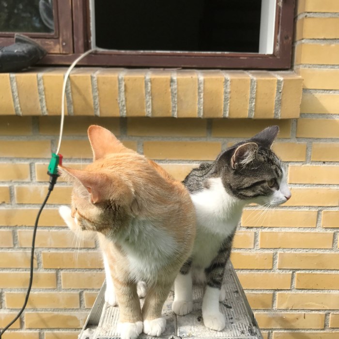 skifte glas og male gamle vinduer