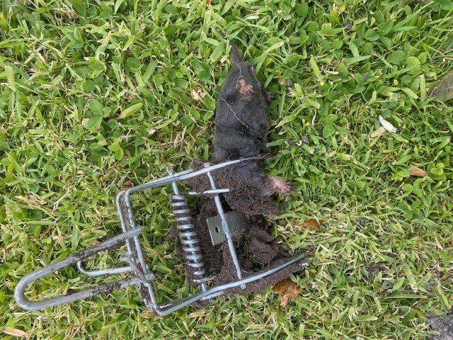 Robotplæneklipper - erfaringer og reparation