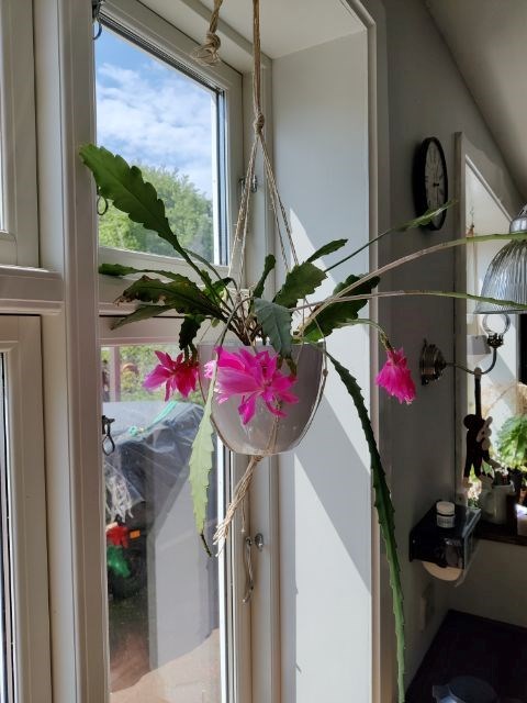 Planteholder i affaldstræ