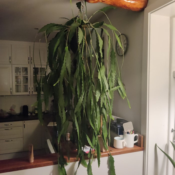 Planteholder i affaldstræ